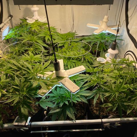 White Gorilla growlog timeline photo