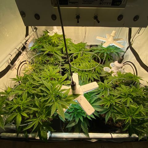 White Gorilla growlog timeline photo
