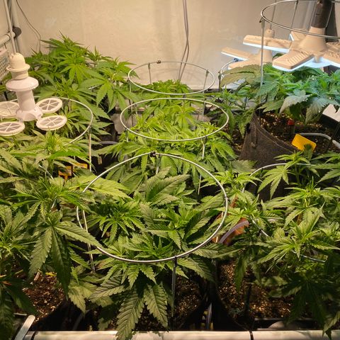 White Gorilla growlog photo: Zum Test die Kush mal höher