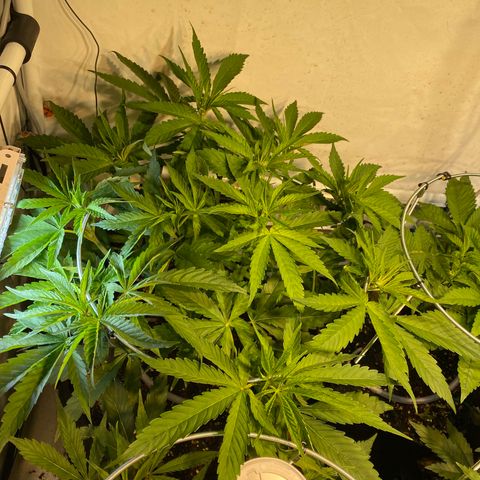 White Gorilla growlog timeline photo