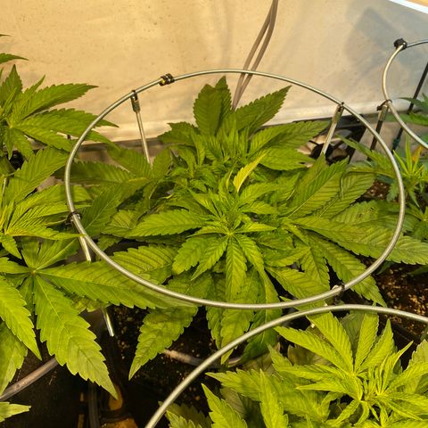 White Gorilla growlog timeline photo