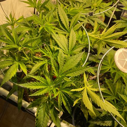 White Gorilla growlog timeline photo