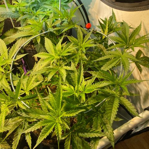 White Gorilla growlog timeline photo