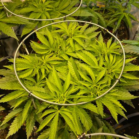 White Gorilla growlog timeline photo
