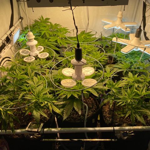 White Gorilla growlog timeline photo