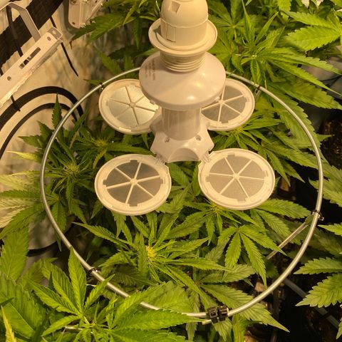 White Gorilla growlog timeline photo