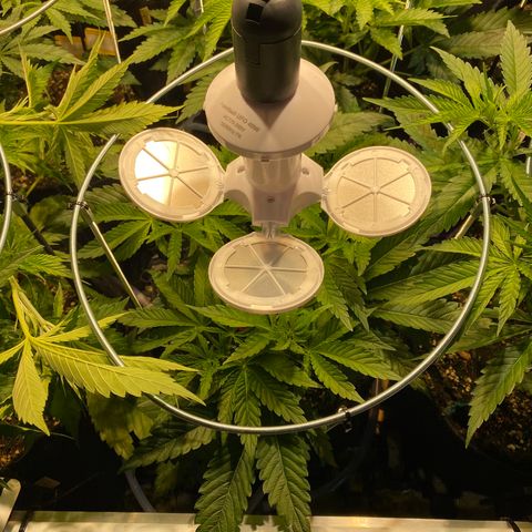 White Gorilla growlog timeline photo