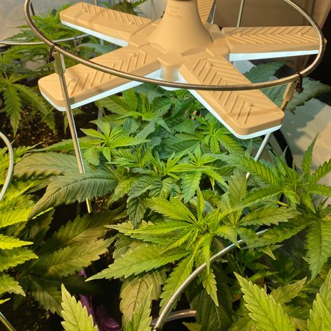 White Gorilla growlog timeline photo