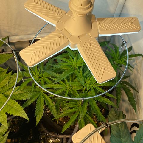 White Gorilla growlog timeline photo