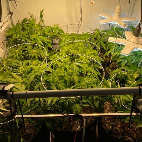 White Gorilla growlog timeline photo