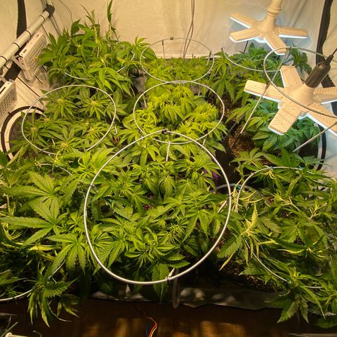 White Gorilla growlog timeline photo