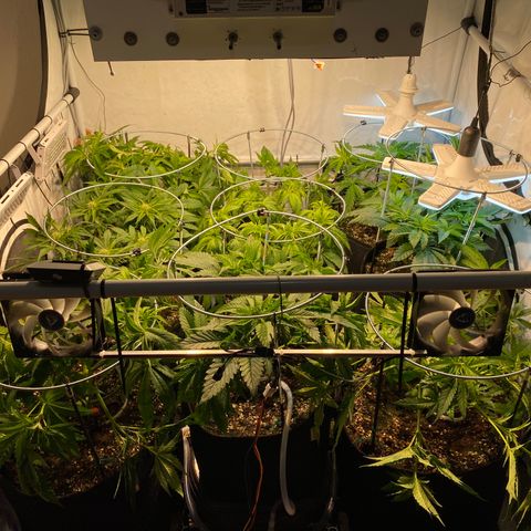 White Gorilla growlog timeline photo