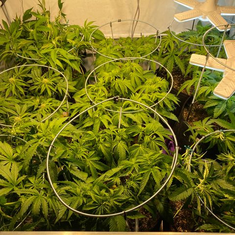 White Gorilla growlog timeline photo