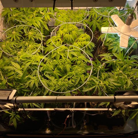 White Gorilla growlog timeline photo