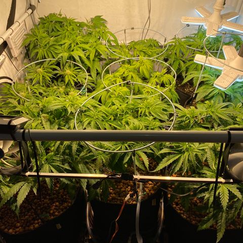 White Gorilla growlog photo: Die Ladys brauchen jetzt mal Erholung 
