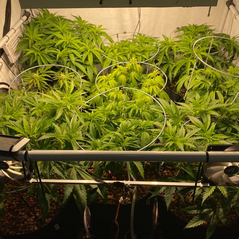 White Gorilla growlog timeline photo