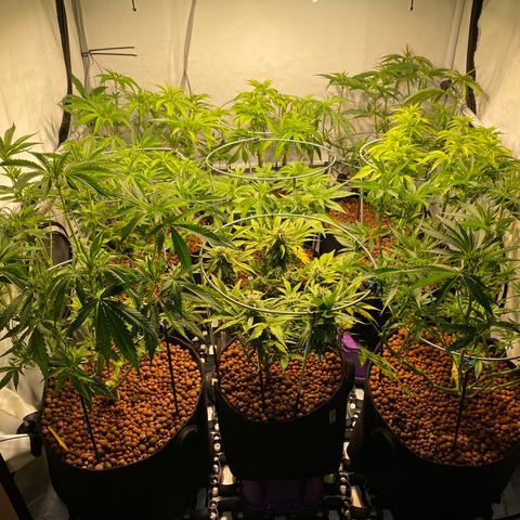 White Gorilla growlog photo: Ready to Bloom