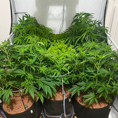 White Gorilla growlog photo: Ohhh 
• zuviel Urwald
• Zeitpunkt zur Blüte verpasst