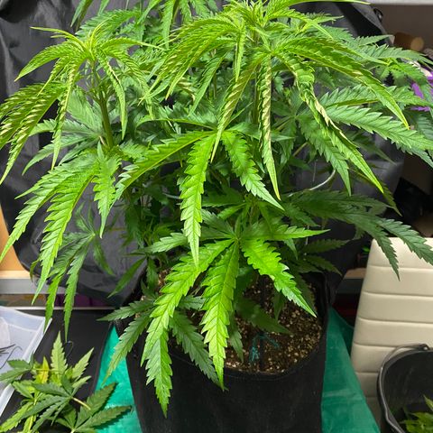 White Gorilla growlog photo: • Zuschneiden 