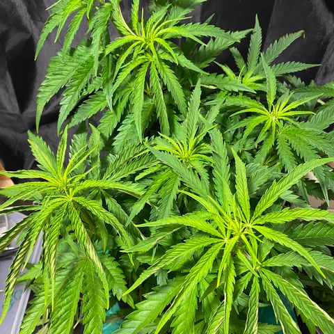 White Gorilla growlog photo: • Zuschneiden 
