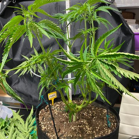 White Gorilla growlog photo: • Zuschneiden 