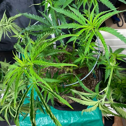 White Gorilla growlog timeline photo