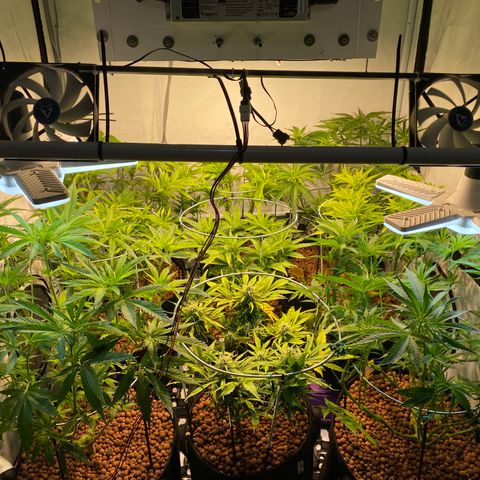 White Gorilla growlog timeline photo