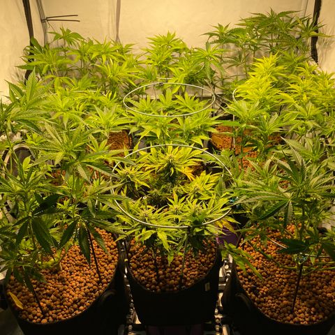 White Gorilla growlog timeline photo