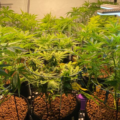 White Gorilla growlog timeline photo