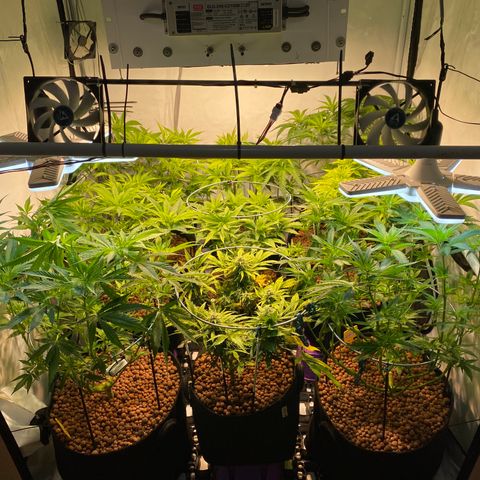 White Gorilla growlog timeline photo