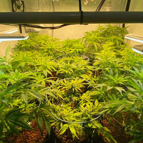 White Gorilla growlog timeline photo