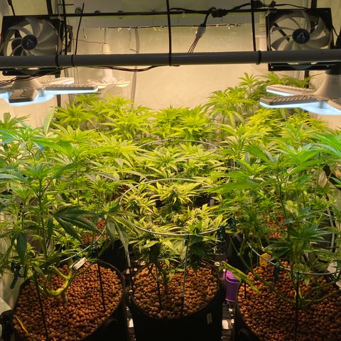 White Gorilla growlog timeline photo