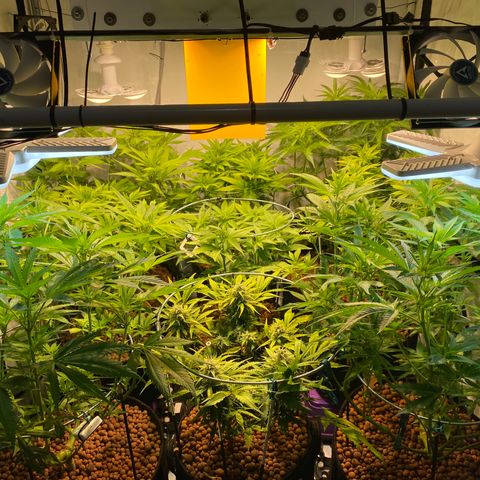 White Gorilla growlog timeline photo