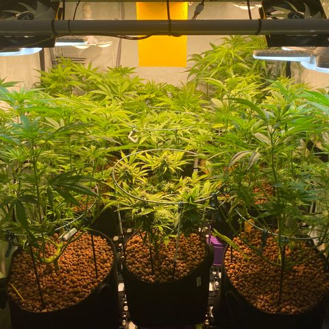 White Gorilla growlog timeline photo