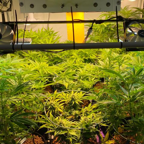 White Gorilla growlog timeline photo