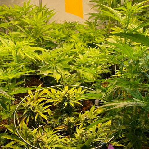 White Gorilla growlog timeline photo
