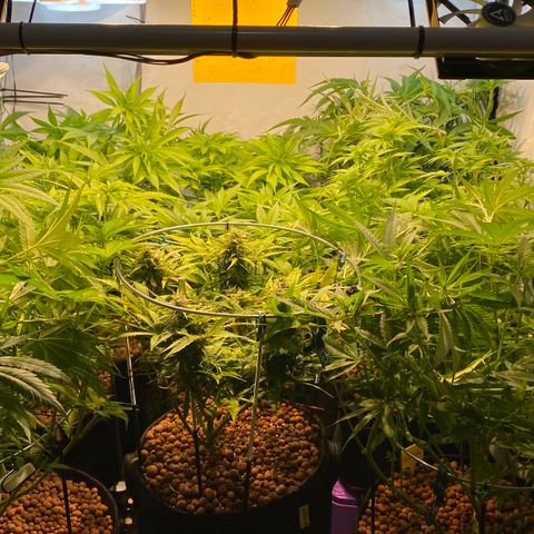 White Gorilla growlog timeline photo