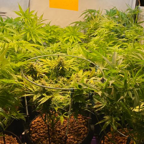 White Gorilla growlog timeline photo