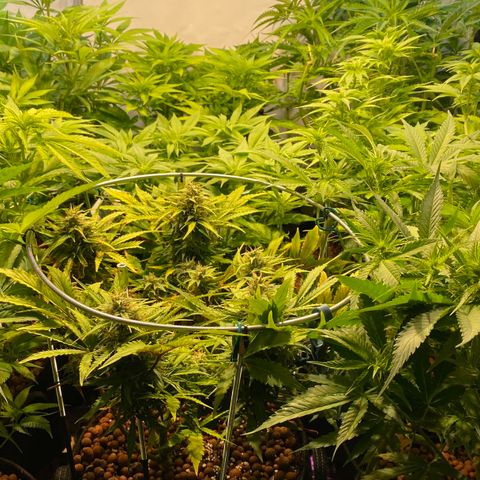 White Gorilla growlog timeline photo