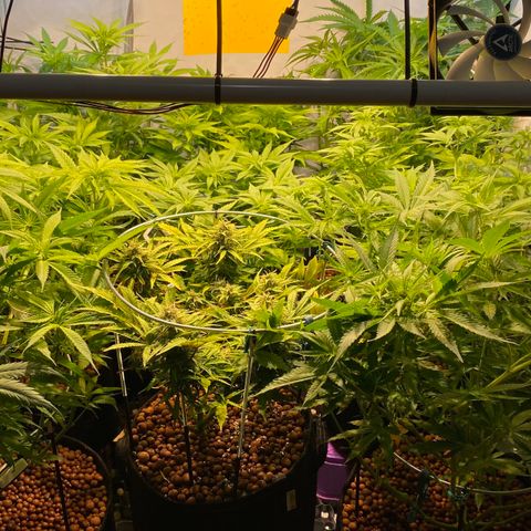 White Gorilla growlog timeline photo