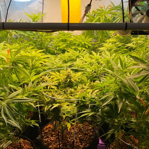 White Gorilla growlog timeline photo