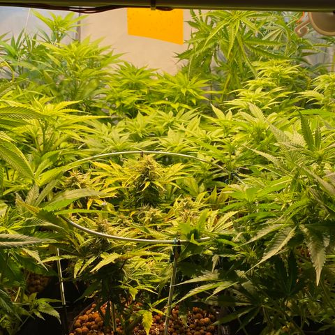 White Gorilla growlog timeline photo