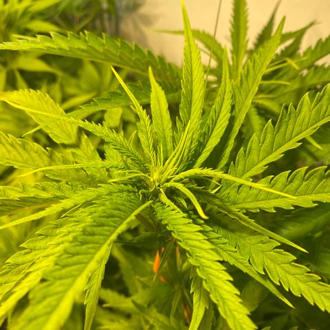 White Gorilla growlog timeline photo