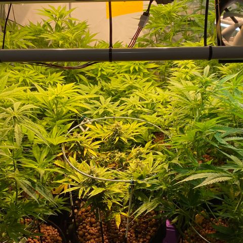 White Gorilla growlog timeline photo