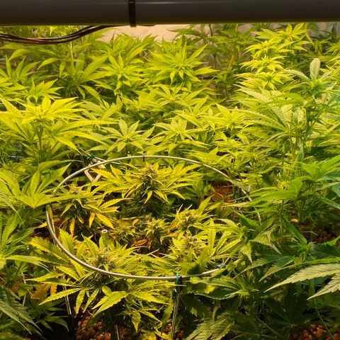 White Gorilla growlog timeline photo