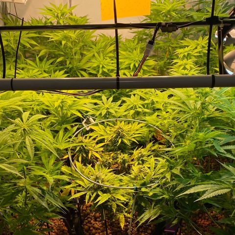 White Gorilla growlog timeline photo