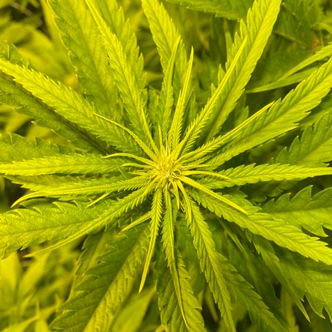 White Gorilla growlog timeline photo