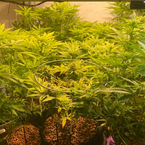 White Gorilla growlog timeline photo