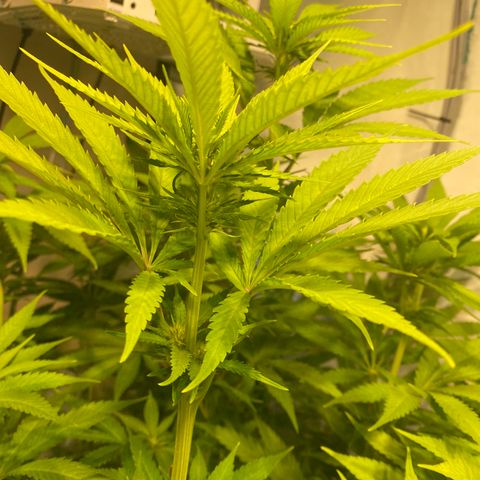 White Gorilla growlog timeline photo