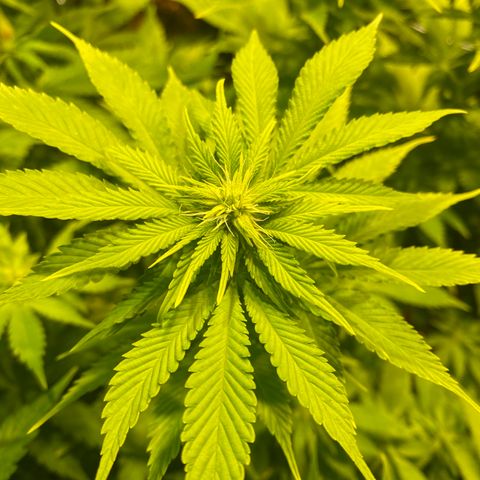White Gorilla growlog timeline photo